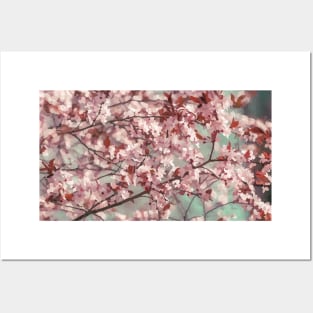 Cherry Blossom Impression Posters and Art